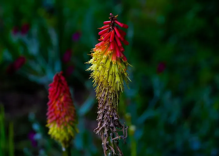 Bed & Breakfast D'hotes Insolite Pigeonnier In Marciac Gers Monlezun