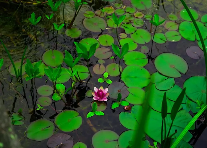 D'hotes Insolite Pigeonnier In Marciac Gers Bed & Breakfast Monlezun